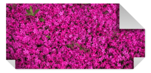 Фотообои онлайн в Copy.ru